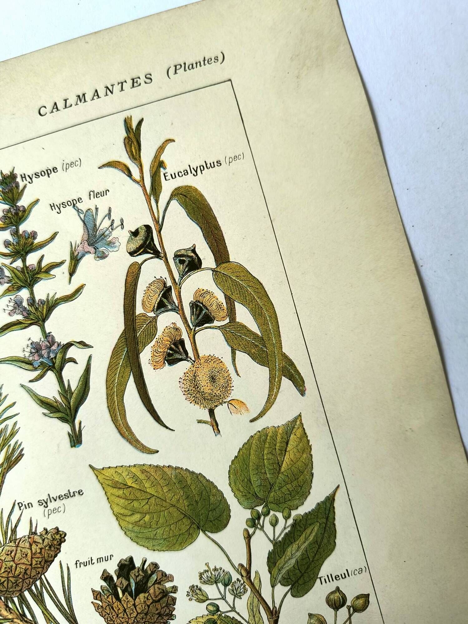 Vintage engraving from 1925 • Calming medicinal plants by M. Desserte