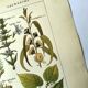 Vintage engraving from 1925 • Calming medicinal plants by M. Desserte