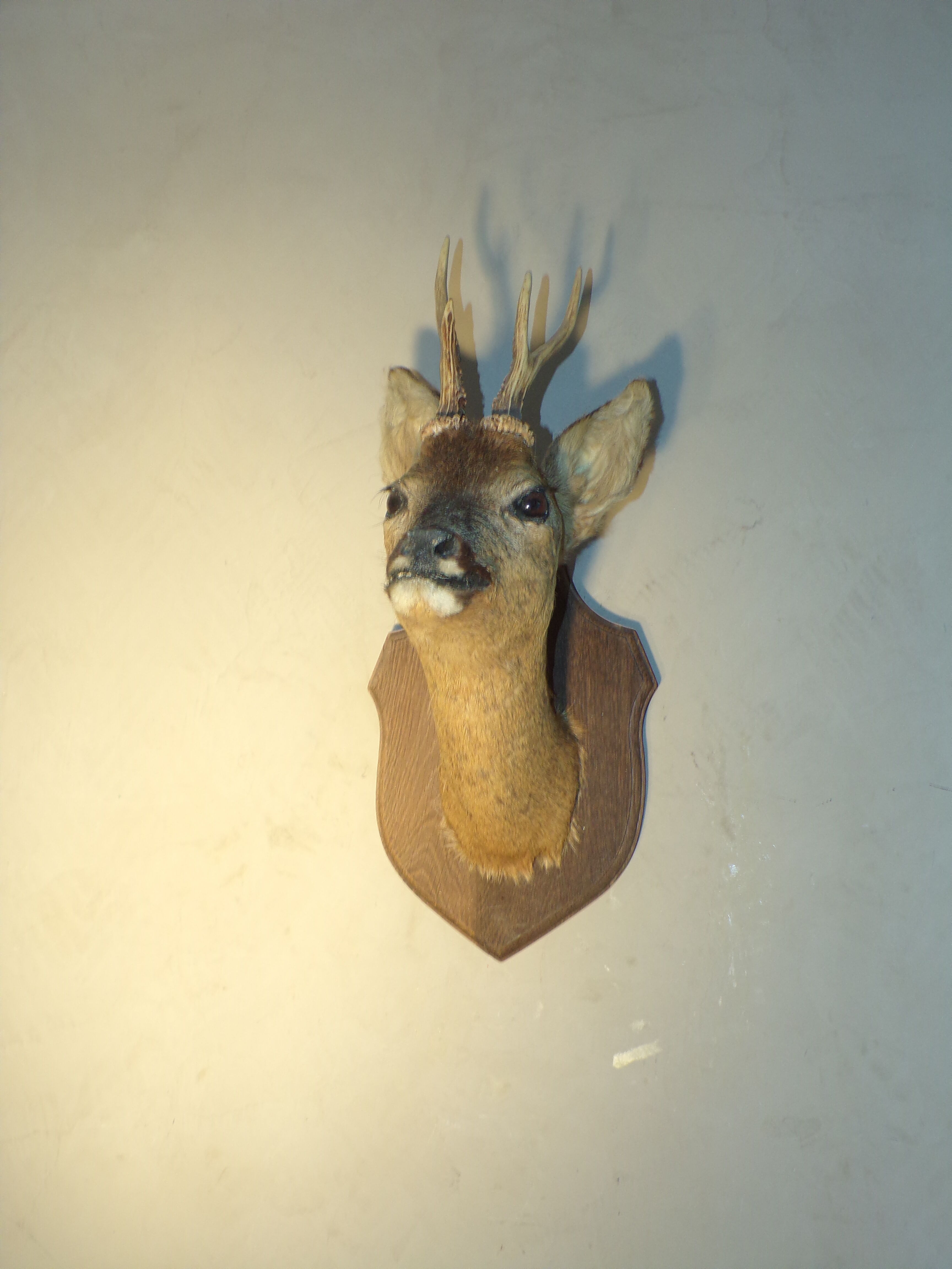 Deer head naturalized