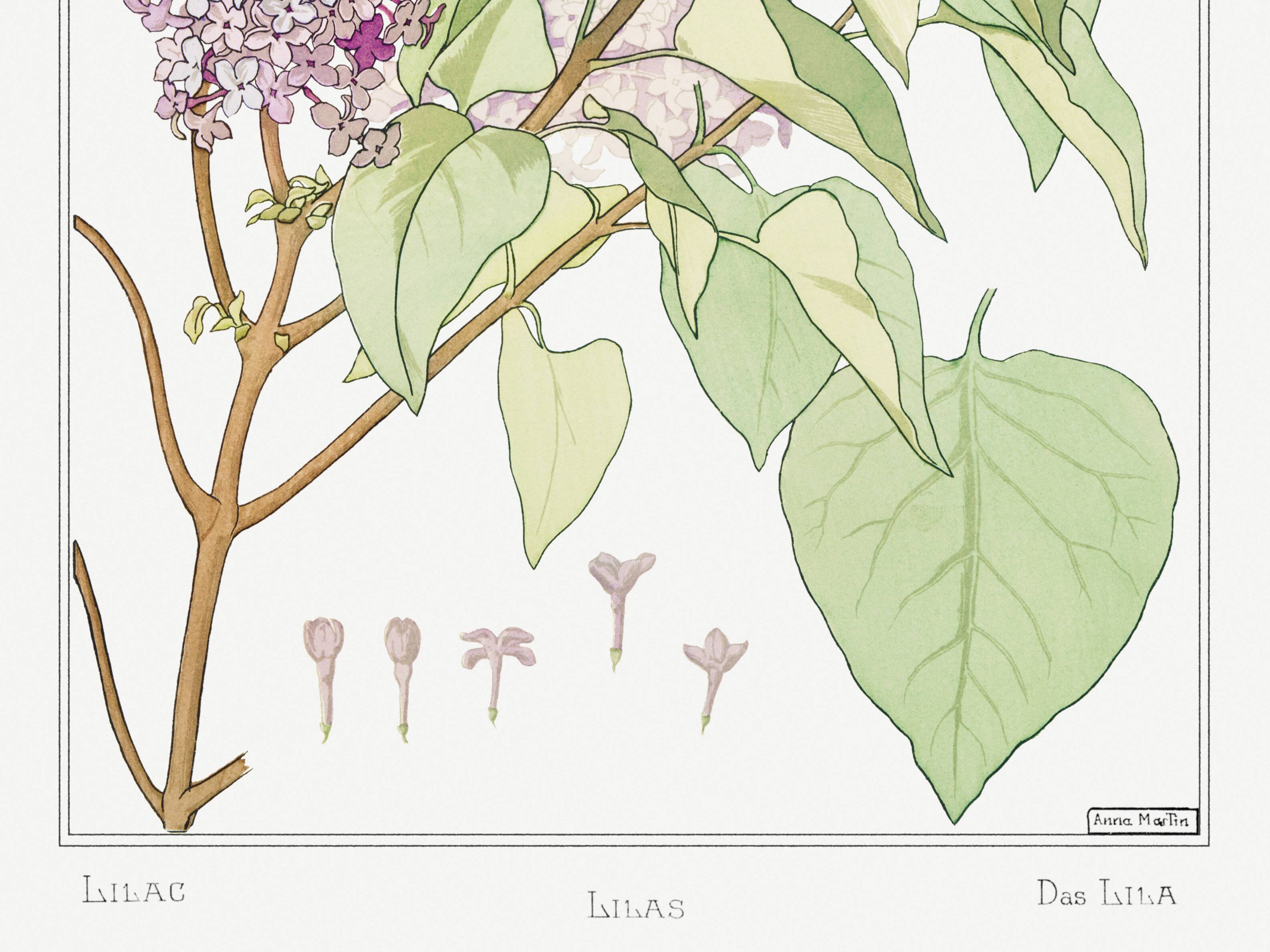 “Lilac” poster, after an Art Nouveau lithograph from 1897