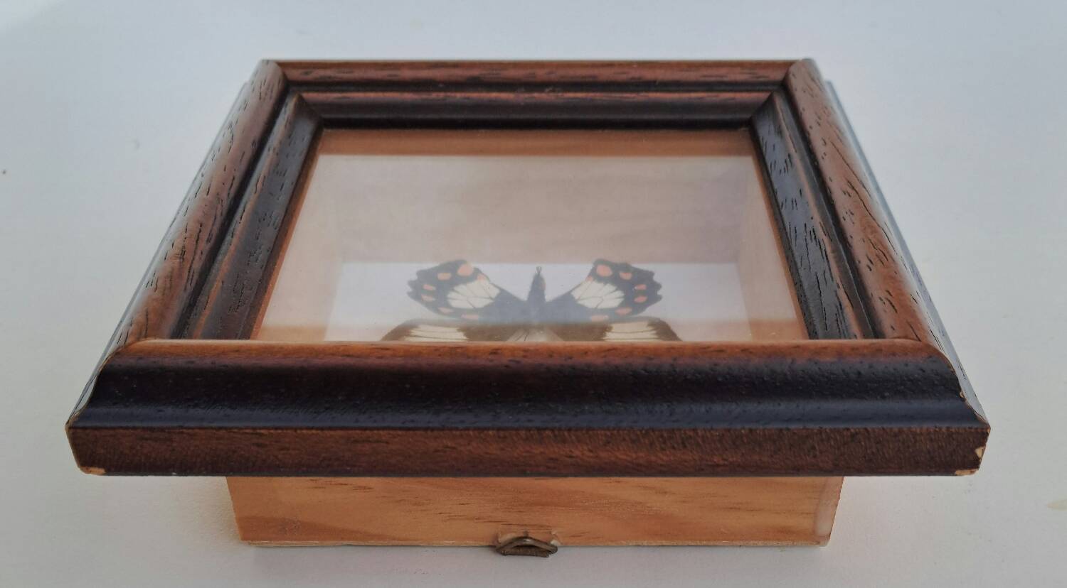 Butterfly under glass