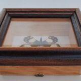 Butterfly under glass