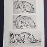 Illustrated plate, Studies of a lion cub sketch, Signed André Margat, 1930