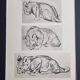 Illustrated plate, Studies of a lion cub sketch, Signed André Margat, 1930
