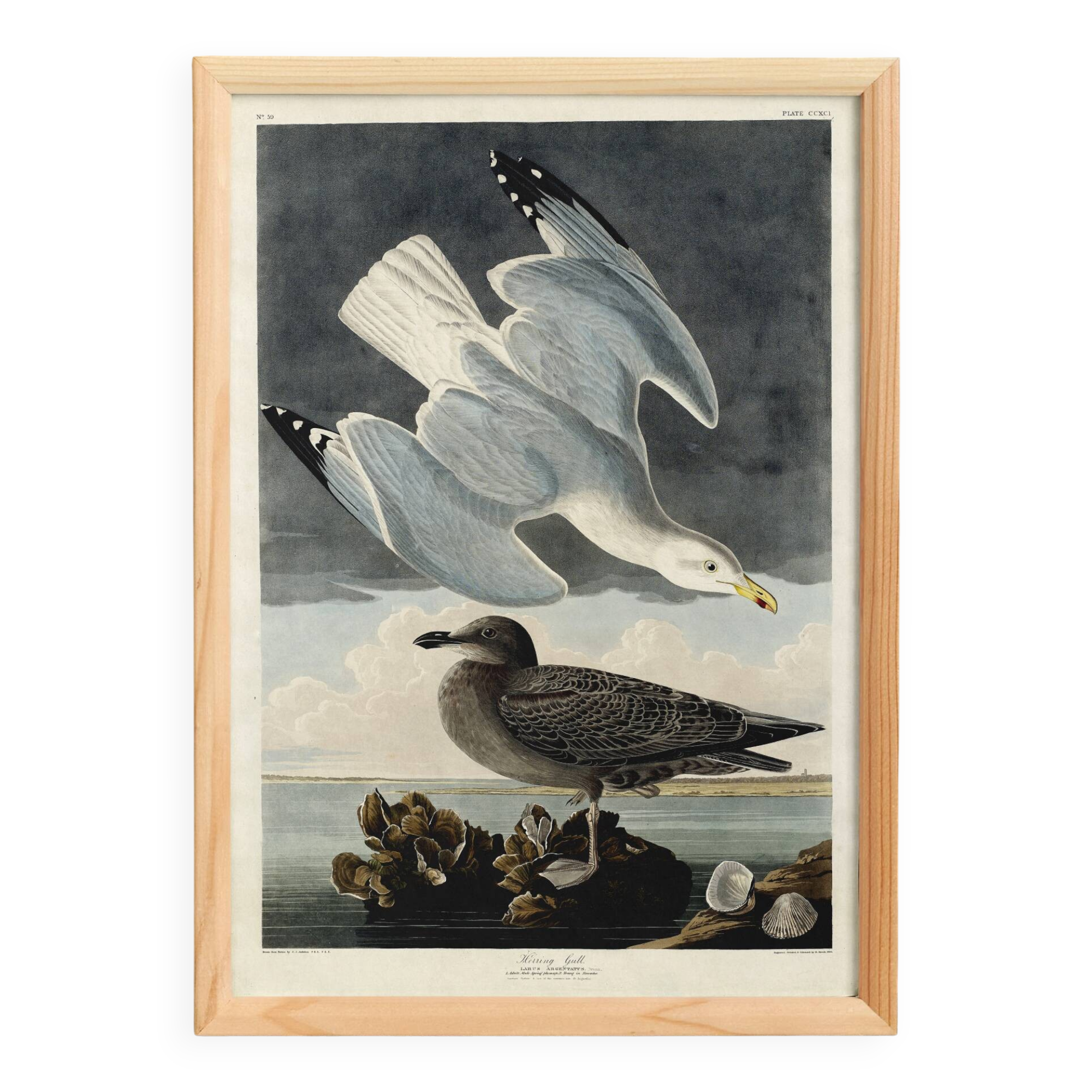 Poster about the Herring Gull, based on an old engraving from 1827.