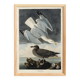 Poster about the Herring Gull, based on an old engraving from 1827.