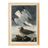 Affiche sur le Goéland argenté, d’après une gravure ancienne de 1827.