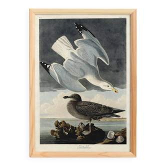Poster about the Herring Gull, based on an old engraving from 1827.