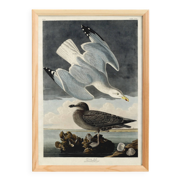 Poster about the Herring Gull, based on an old engraving from 1827.