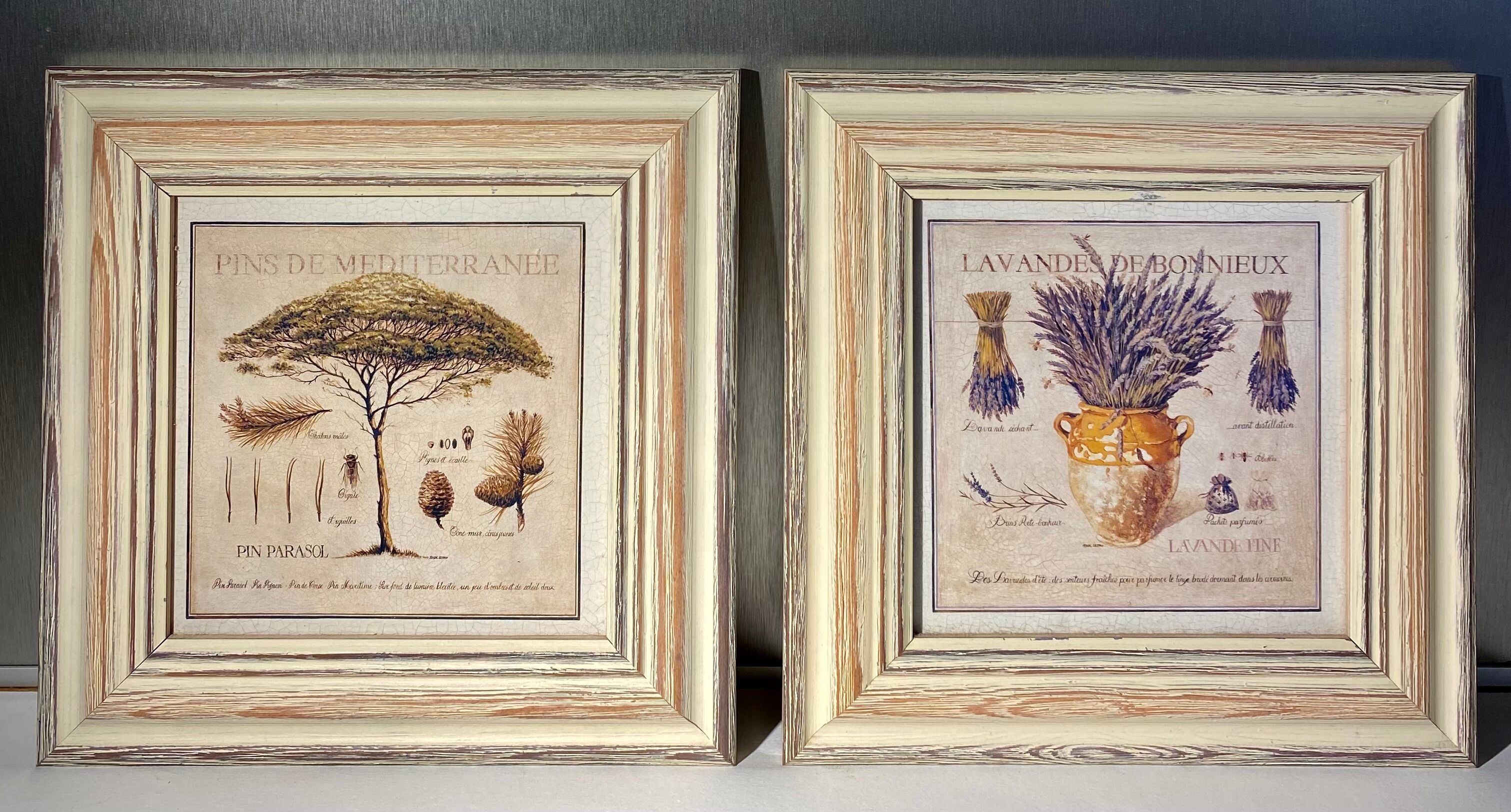 Two botanical paintings, lavender and Mediterranean pines