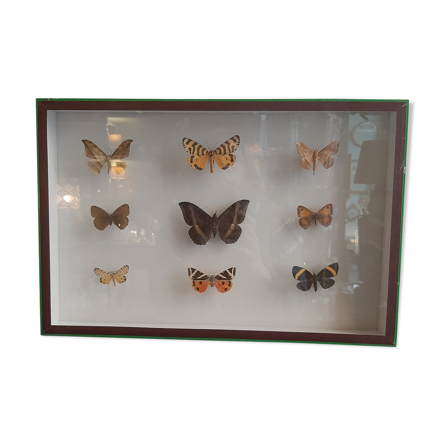 Butterfly entomology box