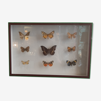 Butterfly entomology box