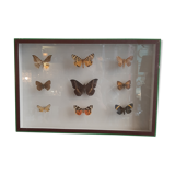 Butterfly entomology box