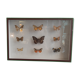 Boite d'entomologie papillons