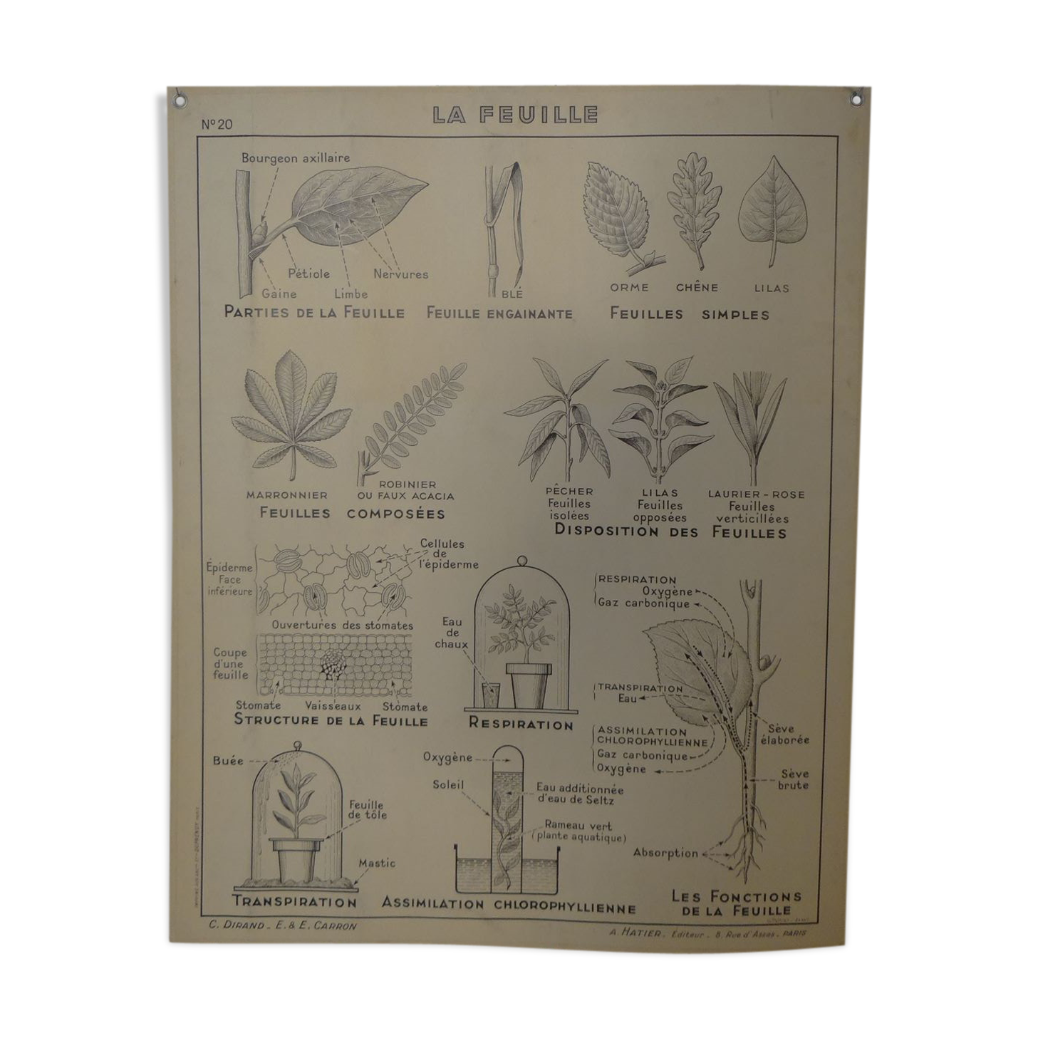 School map leaves and flowers