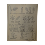 School map leaves and flowers