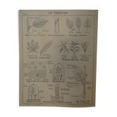 School map leaves and flowers