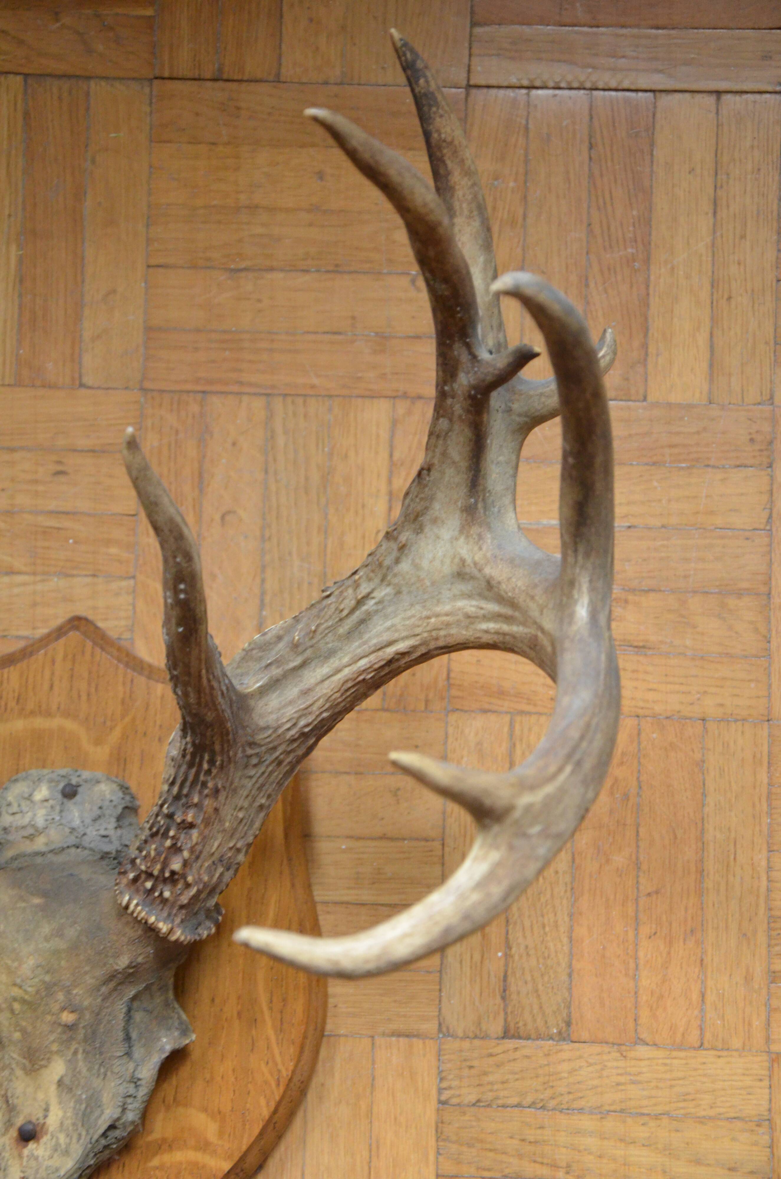 Virginia deer massacre