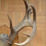 Virginia deer massacre