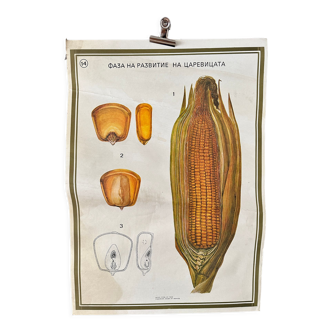 Affiche botanique maïs des années 1970