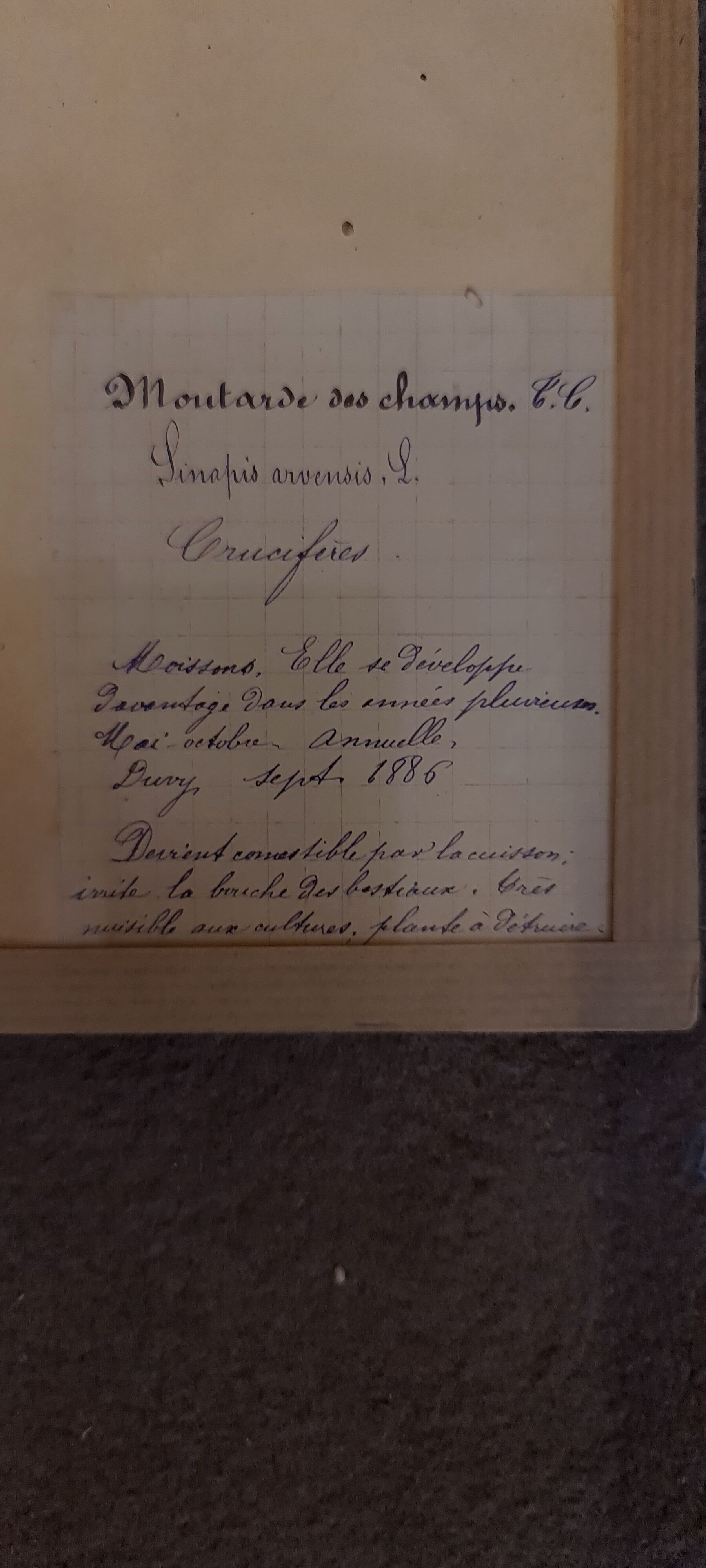 19th herbarium plank