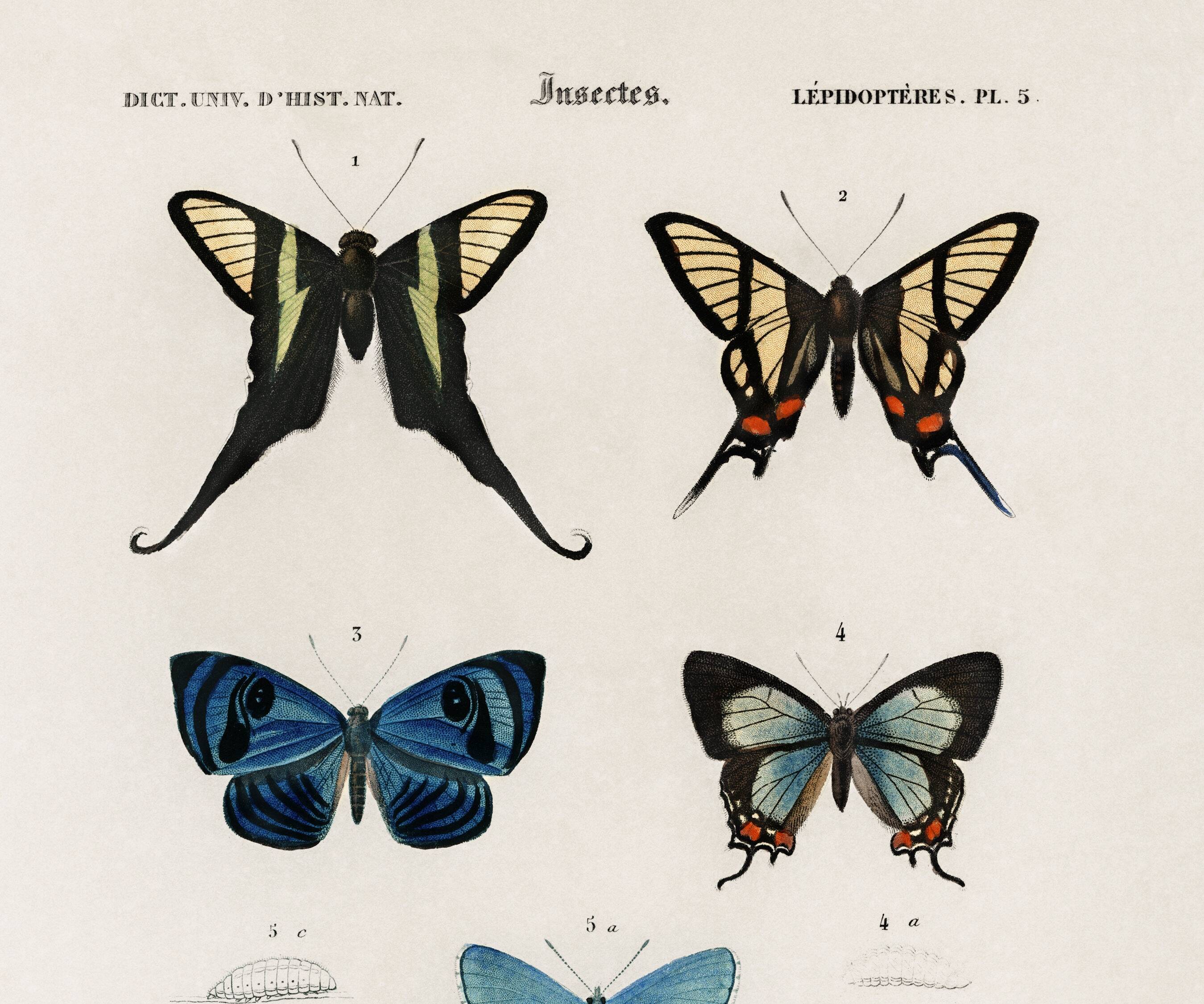 Poster on colourful butterflies, based on an old engraving from 1849.