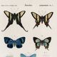 Poster on colourful butterflies, based on an old engraving from 1849.