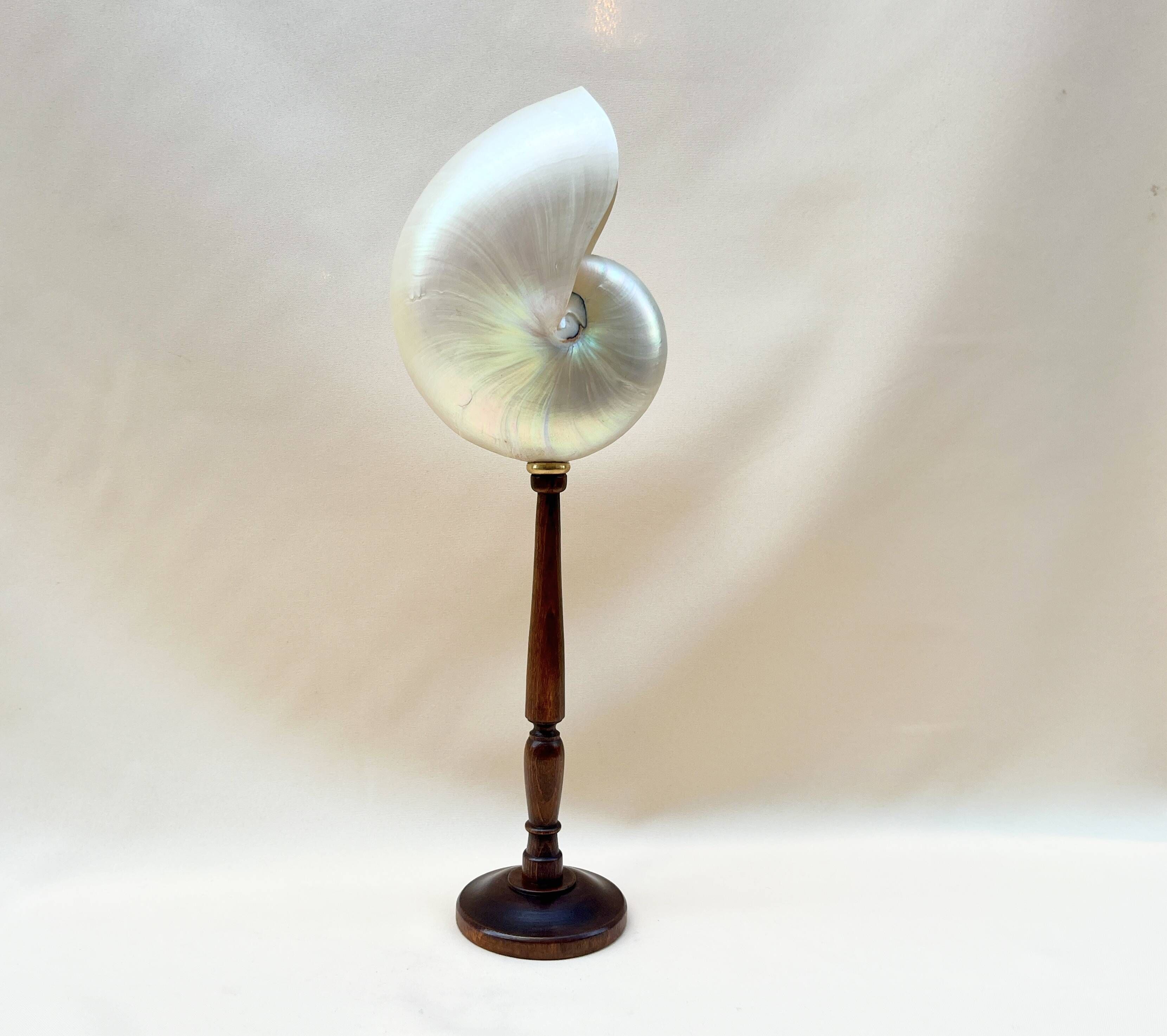 Large pearly Nautilus shell on turned wooden base, old vintage cabinet of curiosities