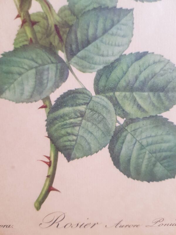 Cadre ancien botanique