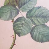 Antique botanical frame