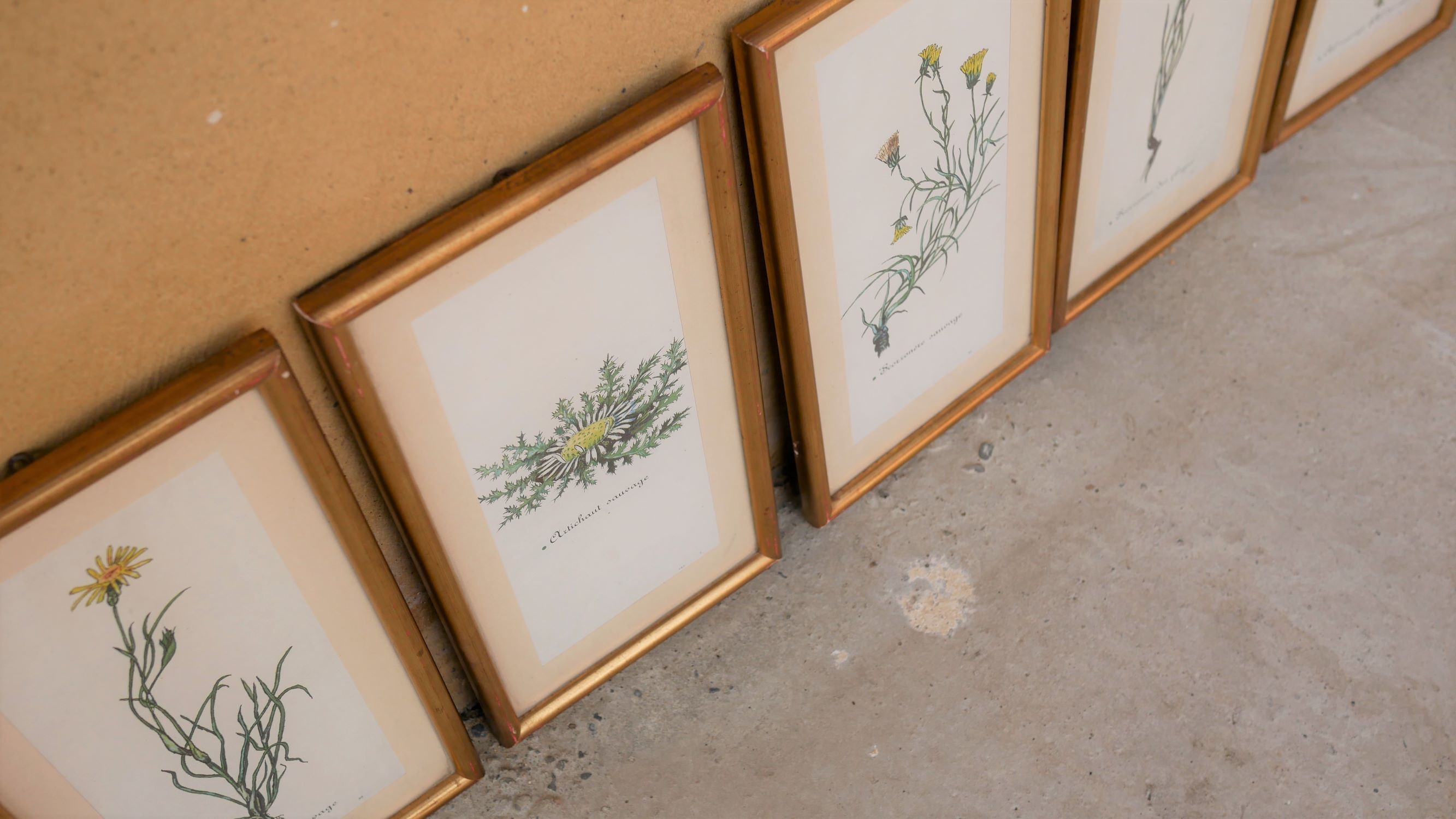 Series of 5 vintage botanical boards