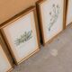 Series of 5 vintage botanical boards