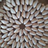 Shell trivet