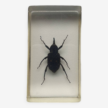 Resin inclusion insect - charencon to identify curiosity - no. 28