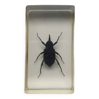 Resin inclusion insect - charencon to identify curiosity - no. 28