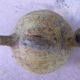 Poterie Berbère