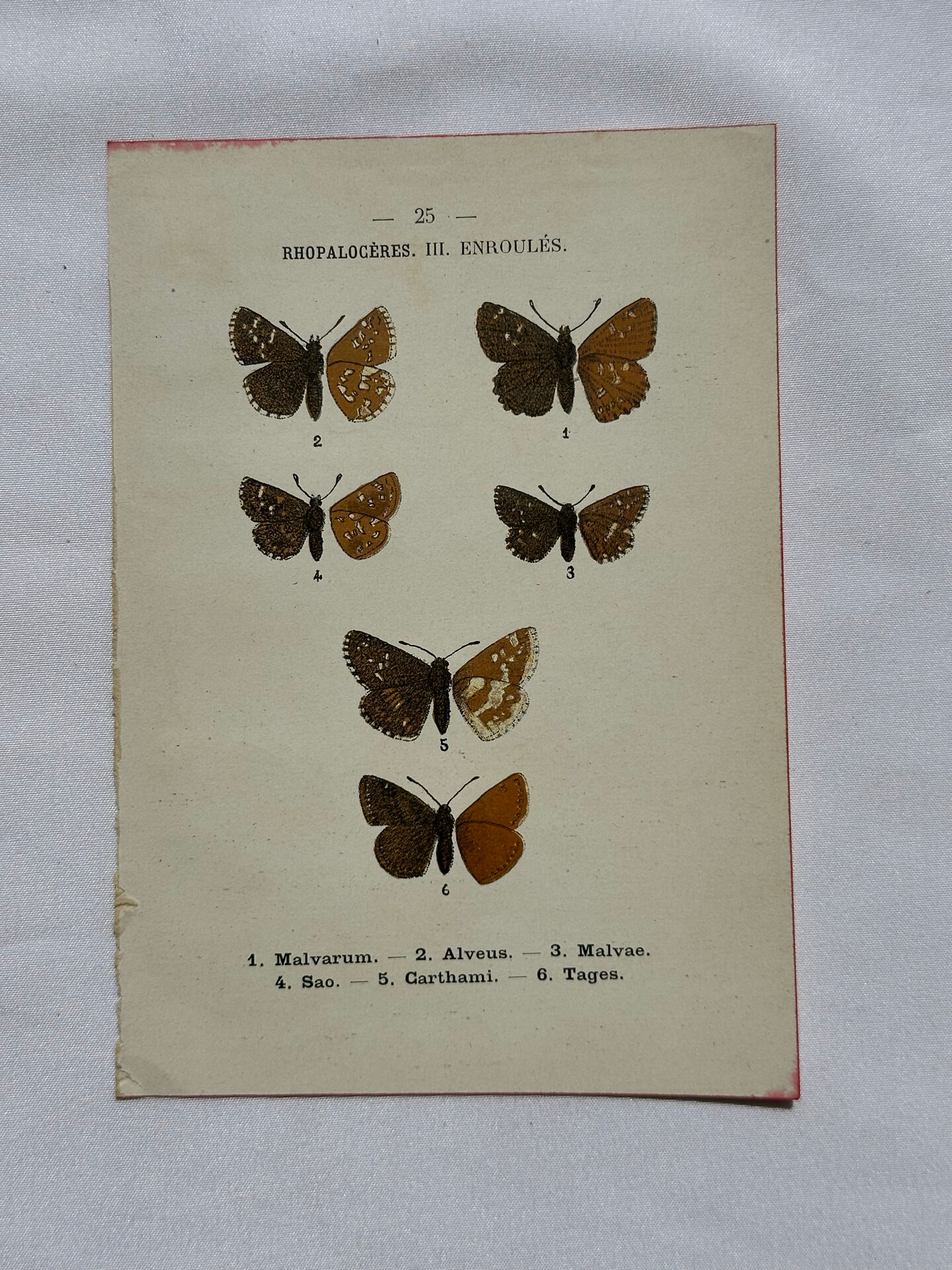 Botanical engraving double-sided butterflies naturalist plate etching