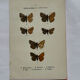 Botanical engraving double-sided butterflies naturalist plate etching
