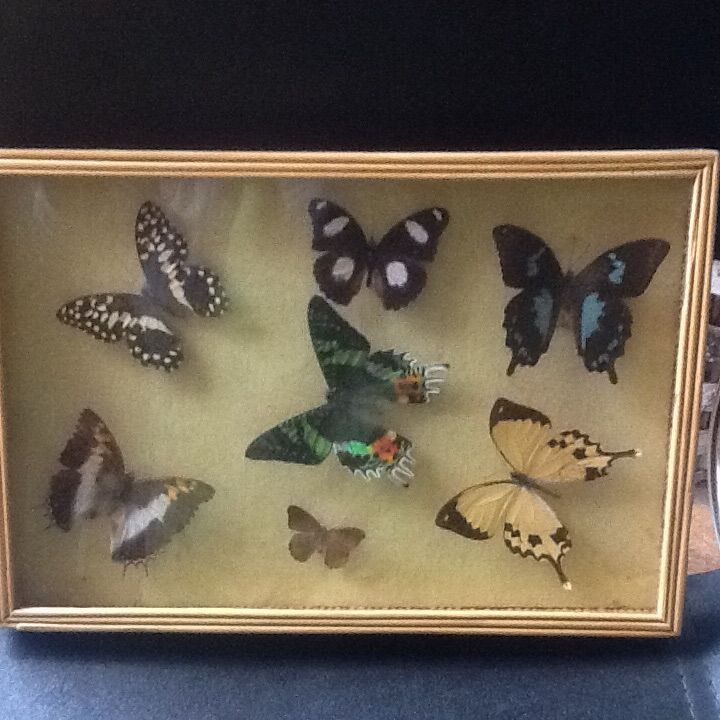 Butterfly box