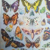 Lithograph on "European" butterflies from 1928
