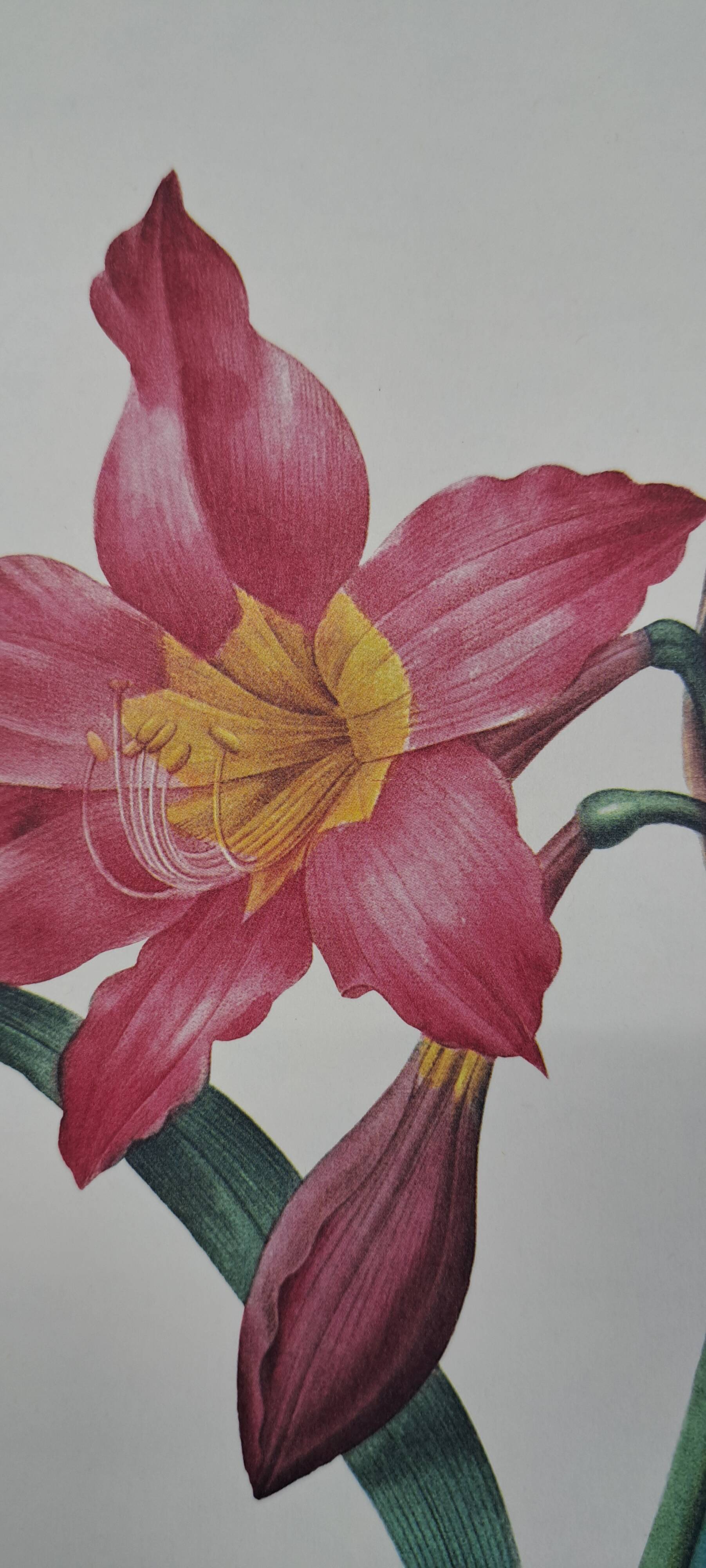 Equestrian Amarullis