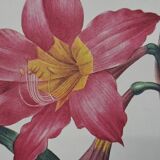 Equestrian Amarullis