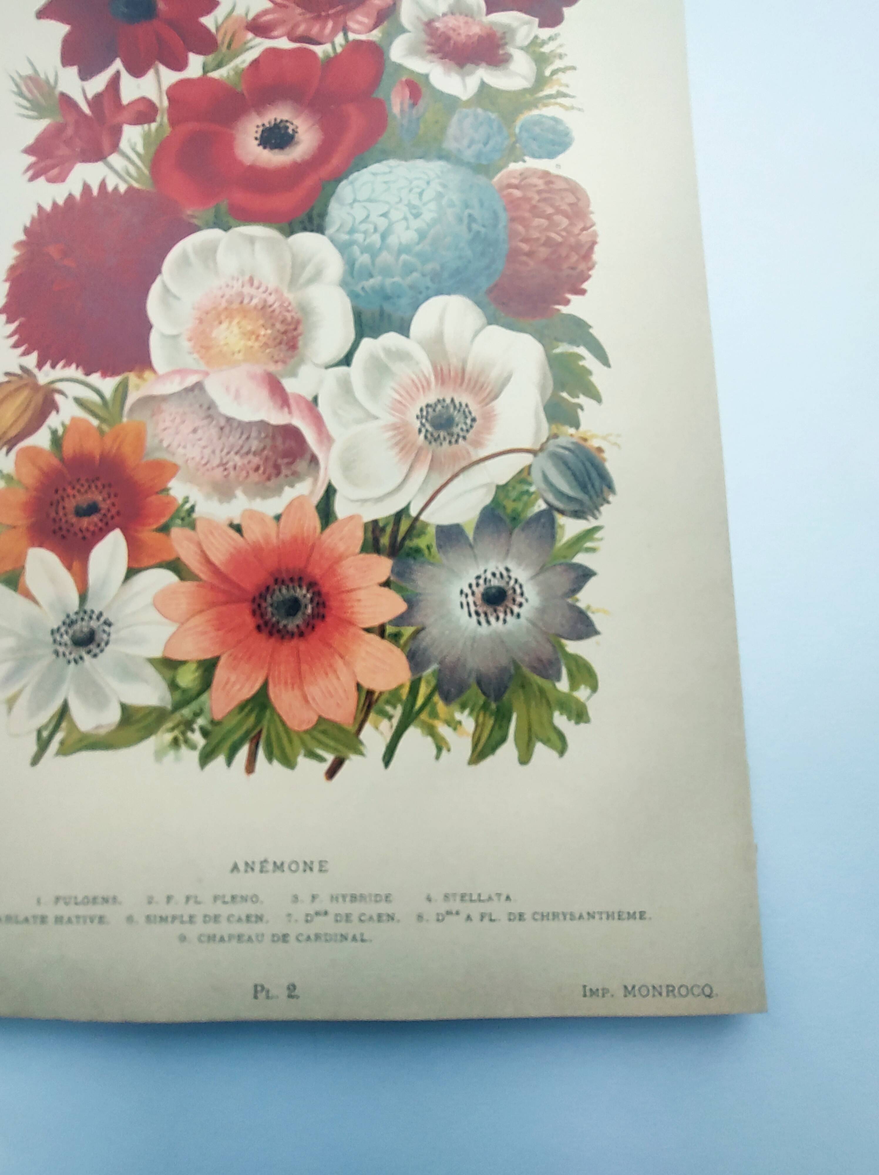 Botanical engraving from 1897 by A.Lefevre - Columbine - Old plate. Flower lithograph