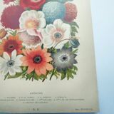 Botanical engraving from 1897 by A.Lefevre - Columbine - Old plate. Flower lithograph