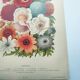 Botanical engraving from 1897 by A.Lefevre - Columbine - Old plate. Flower lithograph