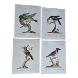 4 bird illustrations