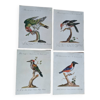 4 bird illustrations