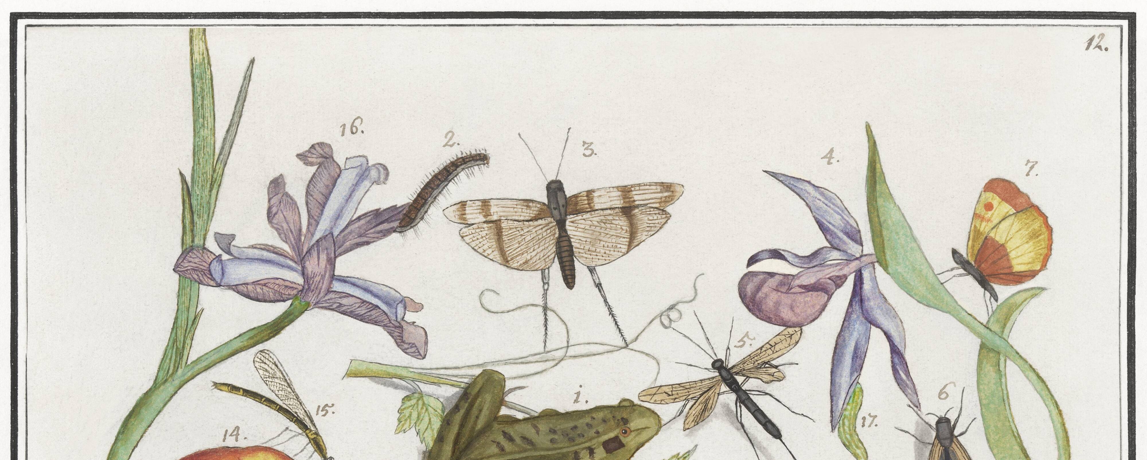 Small poster on "Insects and plants", after an old engraving from 1