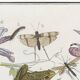 Small poster on "Insects and plants", after an old engraving from 1