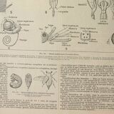Gravure ancienne 1922 - Anatomie des insectes